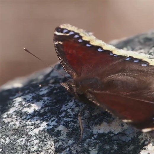 Mourning Cloak Butterfly #butterfly #nature #wildlife #insects #animals