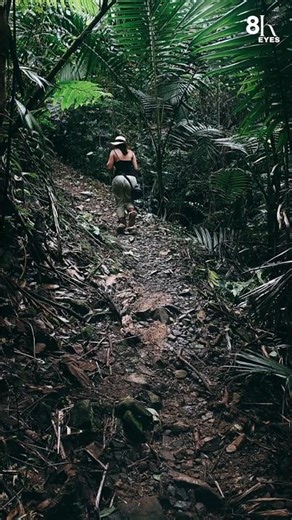 Amazon Rainforest Wildlife in 8K 🐍🦜 #shorts