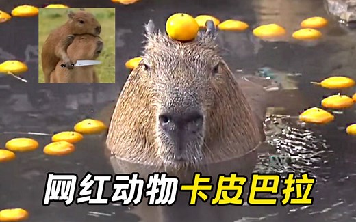 新晋网红“卡皮巴拉” 到底是什么动物？