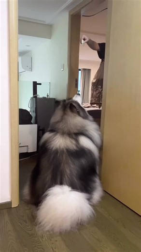 Big fluffy boy 🥰❤️ #husky #huskylife #fluffy #gaintdog