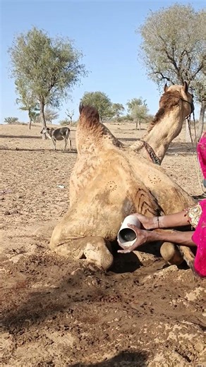 الفتاة تصنع مشهداً فريداً خلف الجمل باستخدام أنبوب