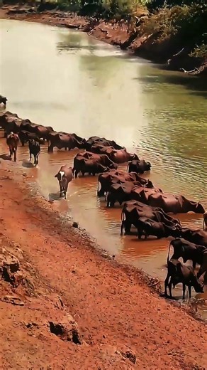 africa cows , somali cows and rever