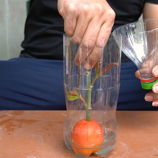 122K views · 2.3K reactions | Tips for Growing Bananas and Mangoes with 100% Success | Great DIY Idea | Facebook