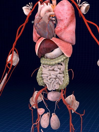 Understanding Human Internal Organs and Their Functions