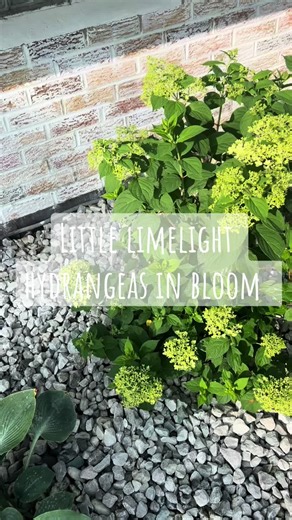 Little Limelight Hydrangeas in Full Bloom