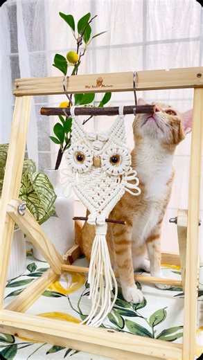 🦉I created this mini owl for years, sold hundreds of PDF but never got a chace to make a tutorial out if it. And I think today was a good sunny day to record it🍋☀️Also with my cat is chilling next to me, it couldn't be more perfect. So enjoy the cuteness 🥰🥰🥰 You can find the PDF tutorials of this owl at my online store or Etsy. Happy Sunday!!!! #macrame #macramelove #macrameowl #sundayvibes #chillvibes #catofinstagram #diycrafts | Miss Knottie Macrame