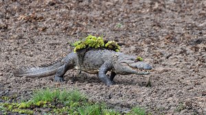 Mugger Crocodile Ambushes It's Prey 🐊 In South-Eastern Sri Lanka, the dry season brings a wide variety of animals to the watering hole to drink – and some, to eat. Our home. Our future. This is #PlanetEarth3 🌍 👉 https://www.bbcearth.com/shows/planet-earth-iii | BBC Earth