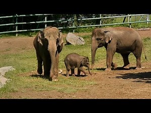 Baby elephant Ajay's debut at Rosamond Gifford Zoo in Syracuse