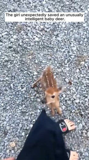1.9M views · 86K reactions | Rescue a baby deer #rescue #rescueanimals #animal #animaloftiktok #fyp #deer | Klaasstraat - Prônkstraot in Venlo | Facebook