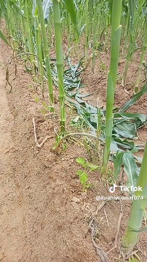 Exploring the Growth Stages of Corn Plants