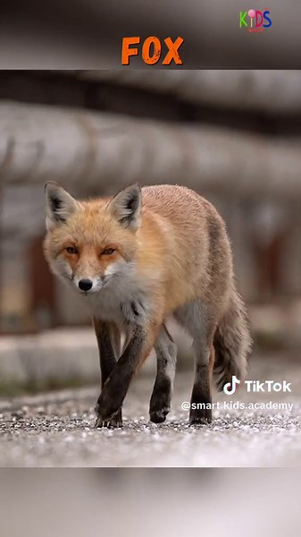 Learn Animal Names and Sounds with Fox Flashcards