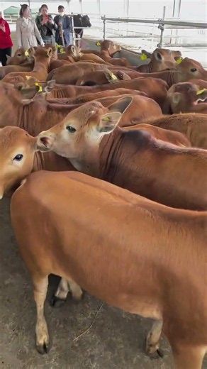 Yellow Cattle Calves — The Future of the Herd 🐄🌟 #cow