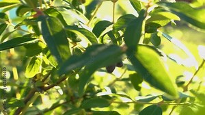 Woman's hand takes a berry. Close-up of a honeysuckle bush. A girl's hand plucks a honeysuckle berry in summer. 4k.
