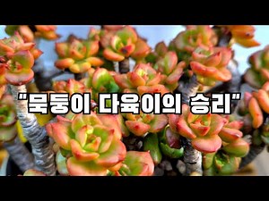 "As expected!! Mookdongi!! A huge tree in a small flowerpot. Making a tree shape in a fountain" #...