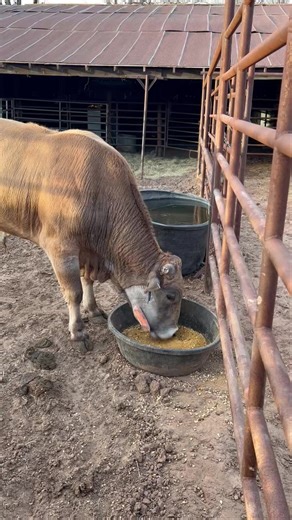 92K views · 2.7K reactions | Mouse Trap is doing great just 2 weeks after surgery to fix his fractured jaw! | Nothin' But Try Ranch and Event Center | Facebook