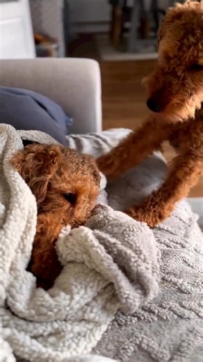 22K views · 545 reactions | Grooming an Airedale be like: ✂️➡️ runway model” | Airedale terrier Lovers | Facebook