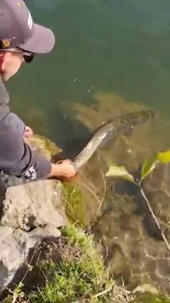 404K views · 3.6K reactions | Dobro jutro, kakav je bio vaš vikend? Danijal Kvrgić se dobro proveo  | Savage Gear Croatia | Facebook