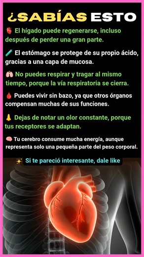 6 Datos Sorprendentes del Cuerpo Humano que No Conocías 🧠😱