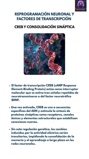 #Neurociencias: CREB y consolidación sináptica 🧠 El factor de transcripción CREB actúa como interruptor molecular que convierte actividad repetida en cambios duraderos. 🔹 Integra señales de cAMP/PKA y Ca2 /CaMK para activar genes sensibles a elementos CRE. 🔹 Induce BDNF, receptores y proteínas estructurales que fortalecen espinas y sinapsis nuevas. 🔹 Sostiene LTP y memoria a largo plazo; sin su acción, los cambios quedarían transitorios. 📌 CREB traduce la experiencia en programas génicos qu
