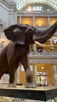 Art of Nature: National Museum of Natural History