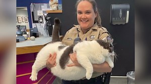 Virginia woman adopts 40 pound cat