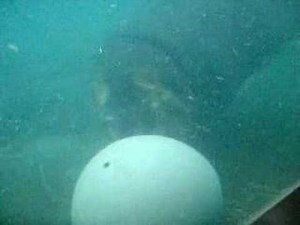 Hippo underwater at San Diego Zoo