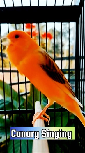 Best Canary Training | Canary Singing #galerikenariindonesia #birdsinging #canary #kenari3in1