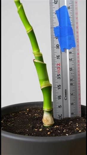 How fast can bamboo actually grow #timelapse #plantgrowth #experiment