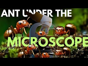 ANT Under The Microscope | ANT Body | Anatomy of ANT