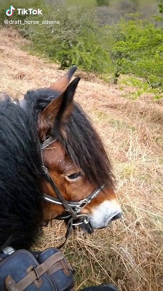 Discover the Majestic Brabant Draft Horse | Trekking Centre Experience