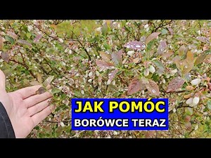 Biedne Borówki. Jak je teraz Wspomóc. Nawożenie, Humus, Stymulator Pielęgnacja Borówki amerykańskiej
