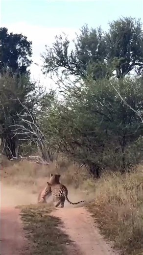 A powerful wildlife moment as a tiger hunts a deer in the wild 🐅🦌