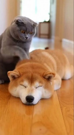 Bongo Cat vs Melted Shiba (Interrupted) #shorts #dogshorts #catvideos