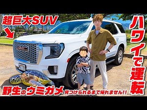 【激ムズ】ハワイで人生初の運転!!〜野生のウミガメ見つけられるまで帰れません〜