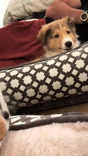 Adorable Baby Lassie: A Heartwarming Montage