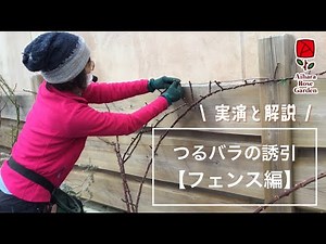 Explanation! Training climbing roses [Fence Edition]