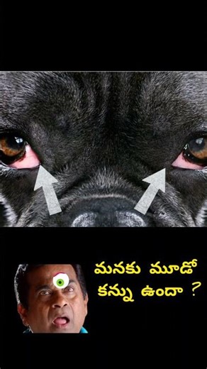 third eye| third eye lid| interesting facts| unknown facts| infopath #facts #thirdeye #mysticeye