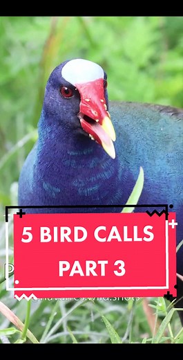 Identifying Marsh Birds: Which is Your Favorite?