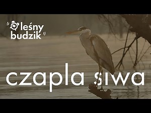 Leśny Budzik - Czapla Siwa