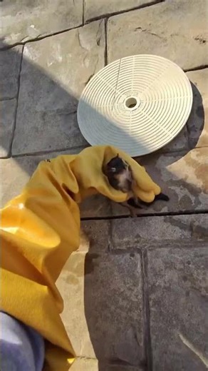 Sandy Cheeks #stitch