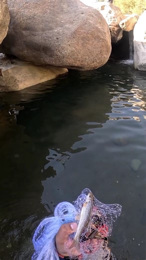 Deep water cast net throw! Let’s see the magic #netfishing #castnetfishing #snowtrout #shorts