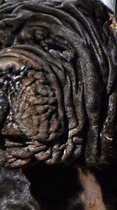 121K views · 1.1K reactions | The History of the Molosser Dogs #molosser #molosserdogs #dog #dogbreeds | Dogumentary TV | Facebook