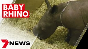 A newborn weighing 60 kgs is finding its feet at Werribee Open Range Zoo. It's the first time in almost ten years a Southern white rhino has been born here, but its first few days haven't quite gone to plan. 7NEWS at 6pm | More local news: www.7NEWS.com.au/news/vic #7NEWS | 7NEWS Melbourne
