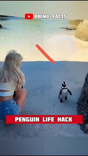 How Emperor Penguins Survive the Extreme Cold