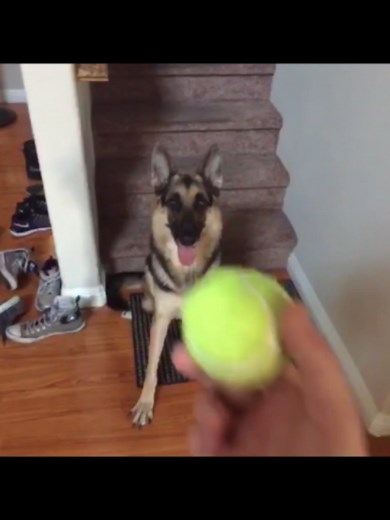 Duke do you want the ball? — Origin of the Vine meme