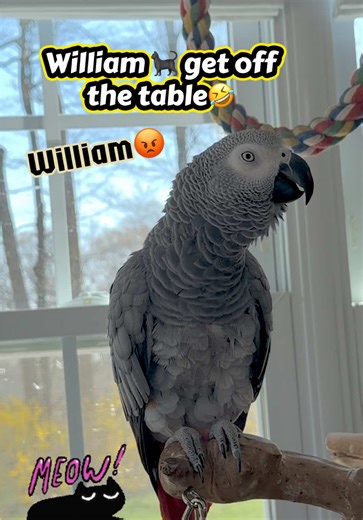 Guess who the naughty cat is?🐈‍⬛😡💕🦜🤣🤣Feel my love everyday - get my Symagirl merch today! Link in BIO! #talkingparrot #bird #pets #funnyparrot #symontheafricangreyparrot