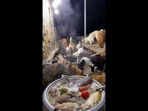 🔴 LIVE：🔥深夜治愈局！养狗日常直播|🔥Live: Daily Life with My Dog - Cute Moments Non-Stop