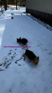 First snow for my two Yorkies Leah and Daisy❤️❄️❤️ | Pam's Precious Yorkies