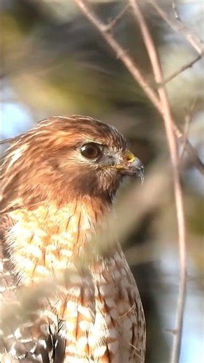 hawk and howling winds #shorts #birds #raptor