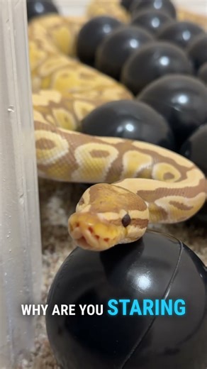 Pebble the queen #ballpython #snake #reptile #reptiles